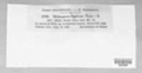 Melampsora bigelowii image